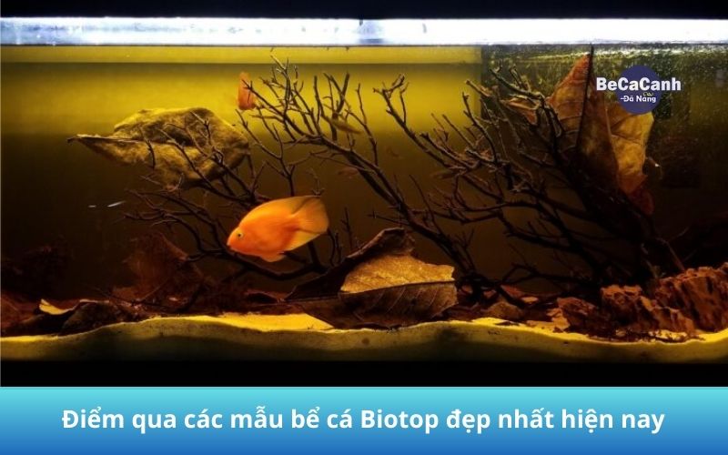 Bể cá Biotop