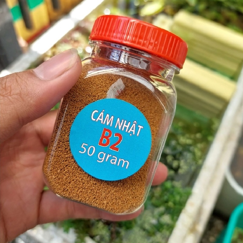 Cám Nhật B2