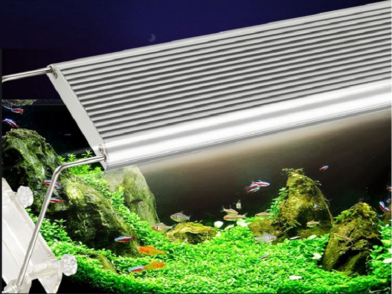 Đèn T5HO cung cấp sáng tự nhiên dành cho bể cá cảnh