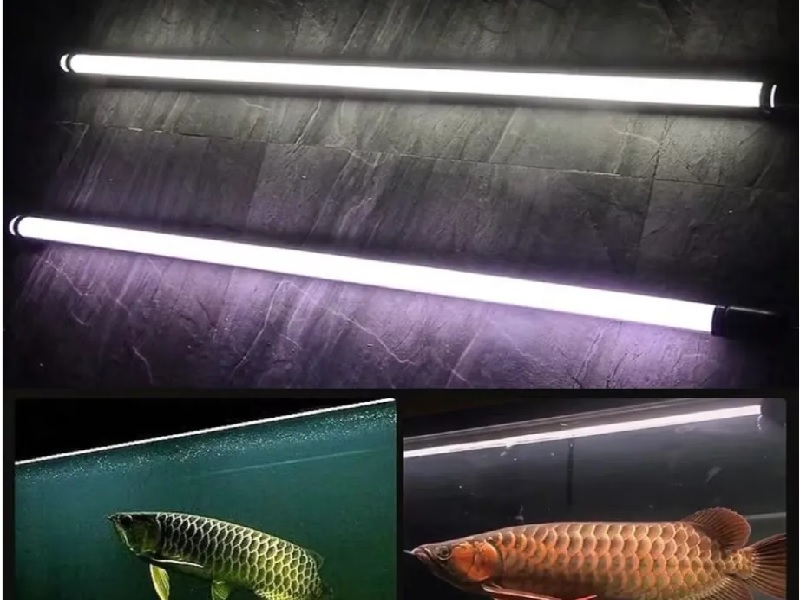 Đèn T8 Tanning giúp màu sắc cá Rồng Huyết Long thay đổi đậm màu