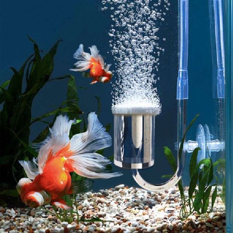 Máy sục oxy bể cá giúp cung cấp oxy và gia tăng vẻ đẹp thẩm mỹ cho bể 