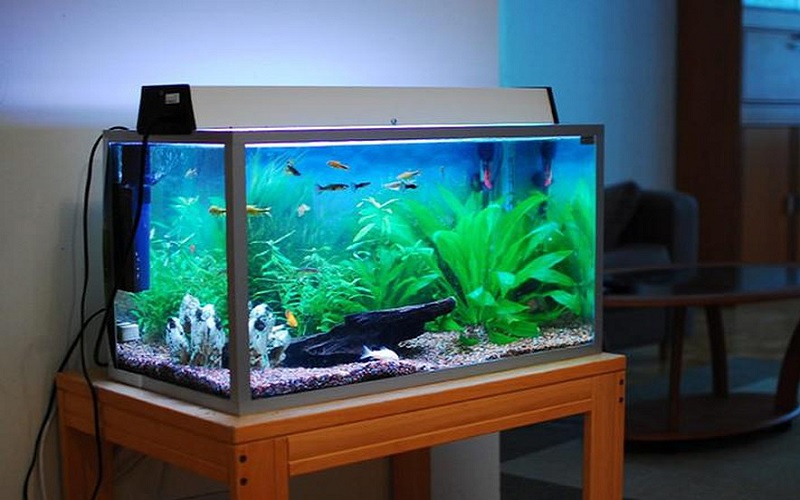 Lắp đặt bóng đèn LED cho bể cá đúng cách đảm bảo cá sống tốt