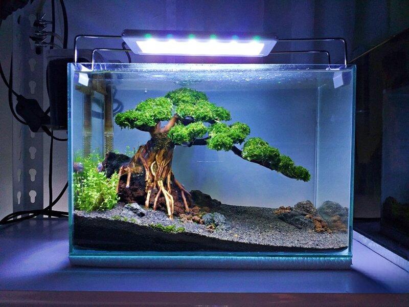 Bể cá bonsai có thiết kế đẹp mắt.