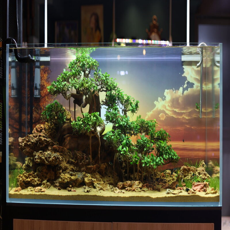 Bể cá bonsai hình chữ nhật.