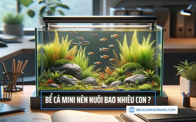 Bể cá mini nên nuôi bao nhiêu con