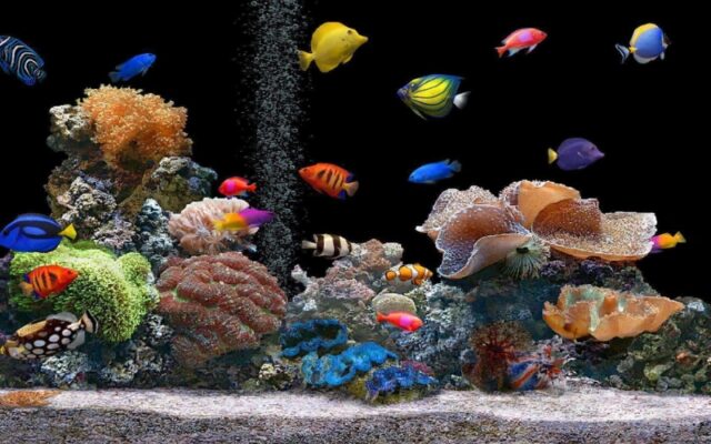Cá cảnh nuôi trong bể cá mini