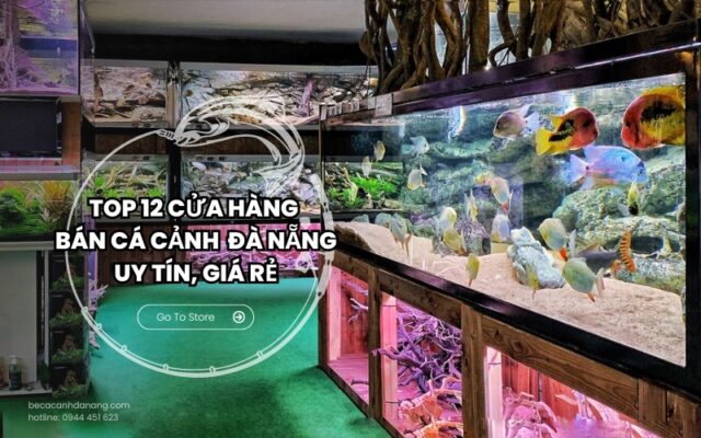 Cửa hàng bán cá cảnh Đà Nẵng