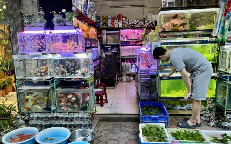 Cửa hàng bán cá cảnh nổi tiếng Nin Trần
