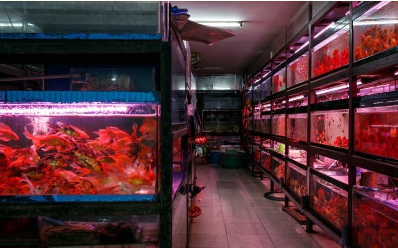 Cửa hàng cá cảnh Hồng Anh