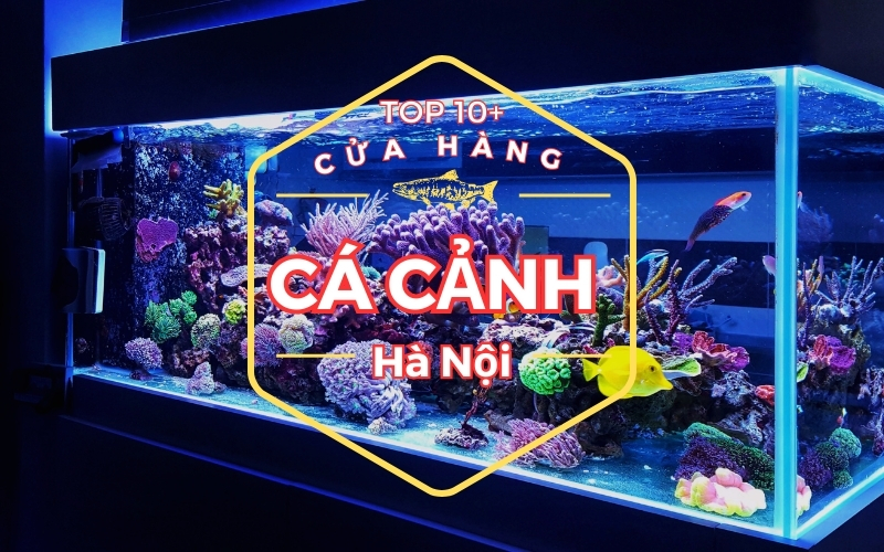cửa hàng bán cá cảnh Hà Nội