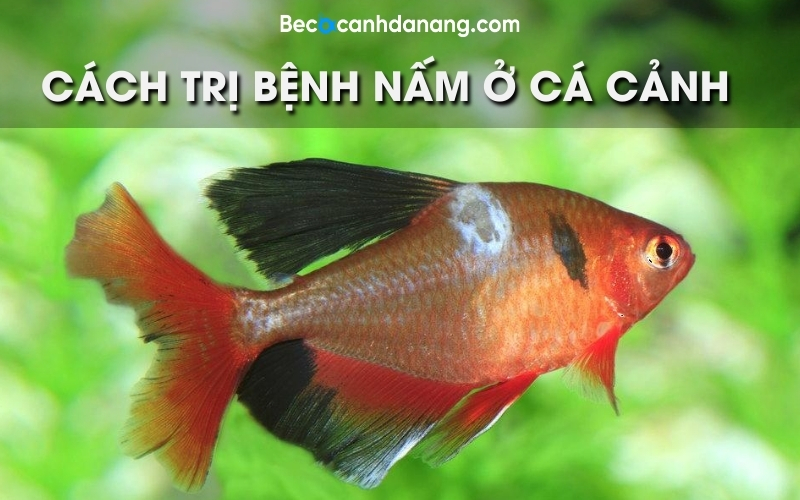 Bệnh nấm len bông ở cá cảnh