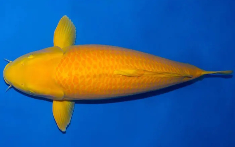 Cá Koi Karashi