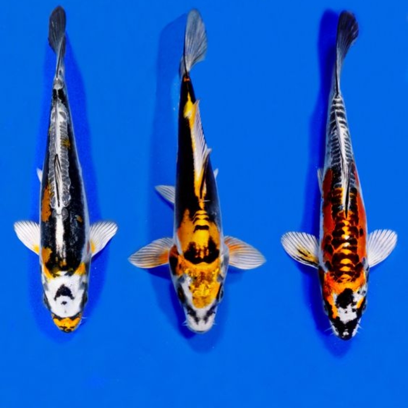 Cá Koi Kikokuryu