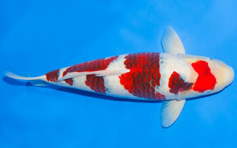Cá Koi Goromo