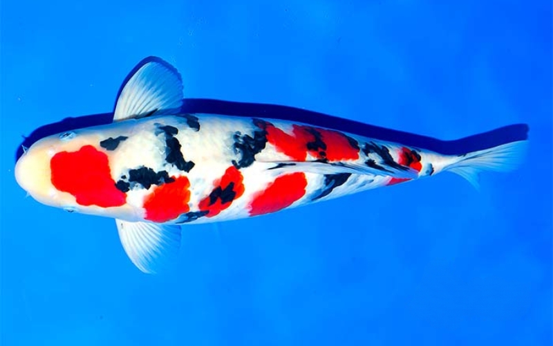 Cá Koi Taisho Sanke