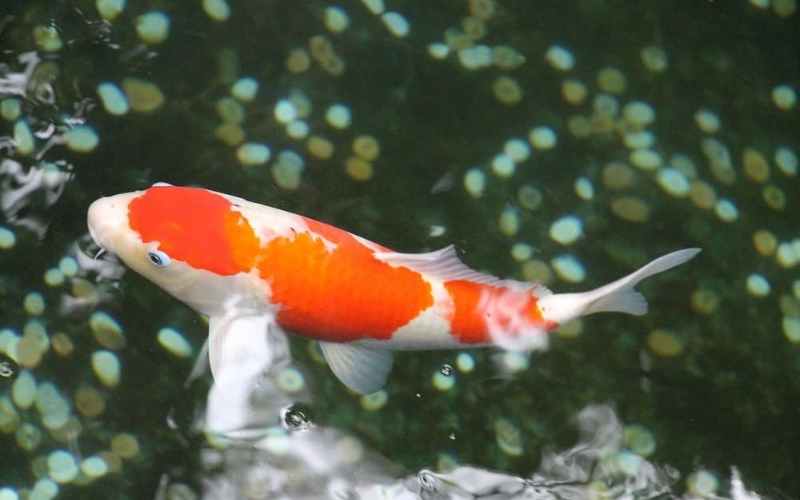 Cá Koi 1 tuổi