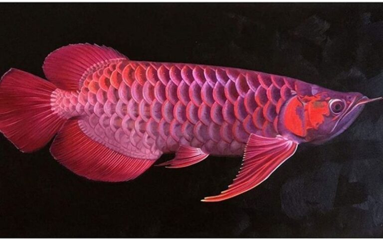Tất tần tật về cá Rồng: Ý nghĩa phong thủy, cách nuôi dưỡng