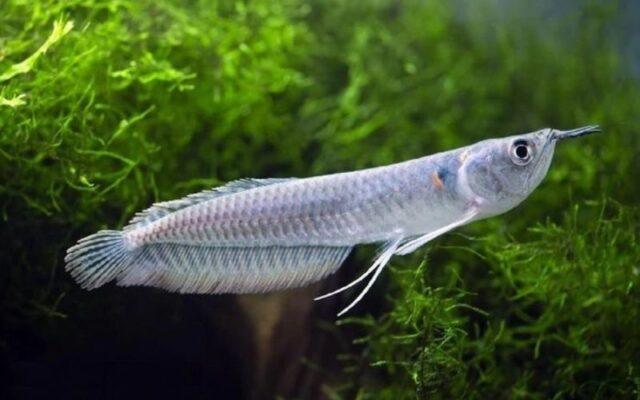 Tất tần tật về cá Rồng: Ý nghĩa phong thủy, cách nuôi dưỡng