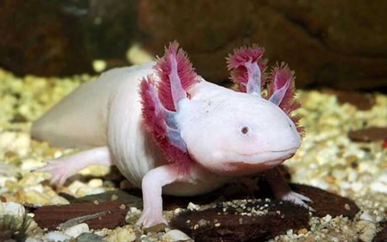 Cá khủng long 6 sừng Axolotl: Giá bao nhiêu, nuôi thế nào?