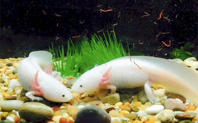 Cá khủng long 6 sừng Axolotl: Giá bao nhiêu, nuôi thế nào?