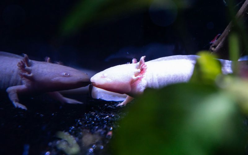 Cá khủng long 6 sừng Axolotl: Giá bao nhiêu, nuôi thế nào?