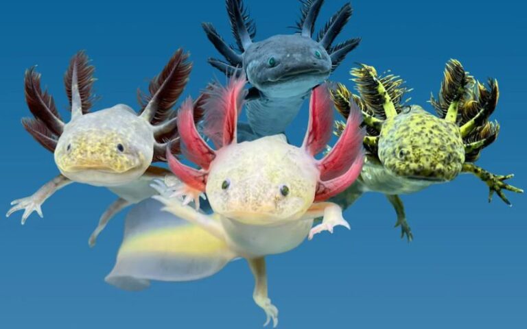 Cá khủng long 6 sừng Axolotl: Giá bao nhiêu, nuôi thế nào?