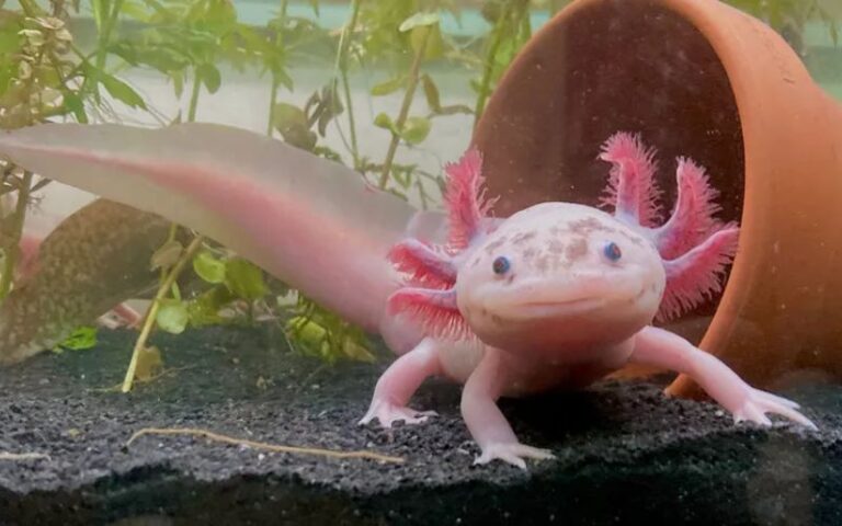 Cá khủng long 6 sừng Axolotl: Giá bao nhiêu, nuôi thế nào?